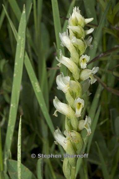 spiranthes romanzoffiana 3 graphic